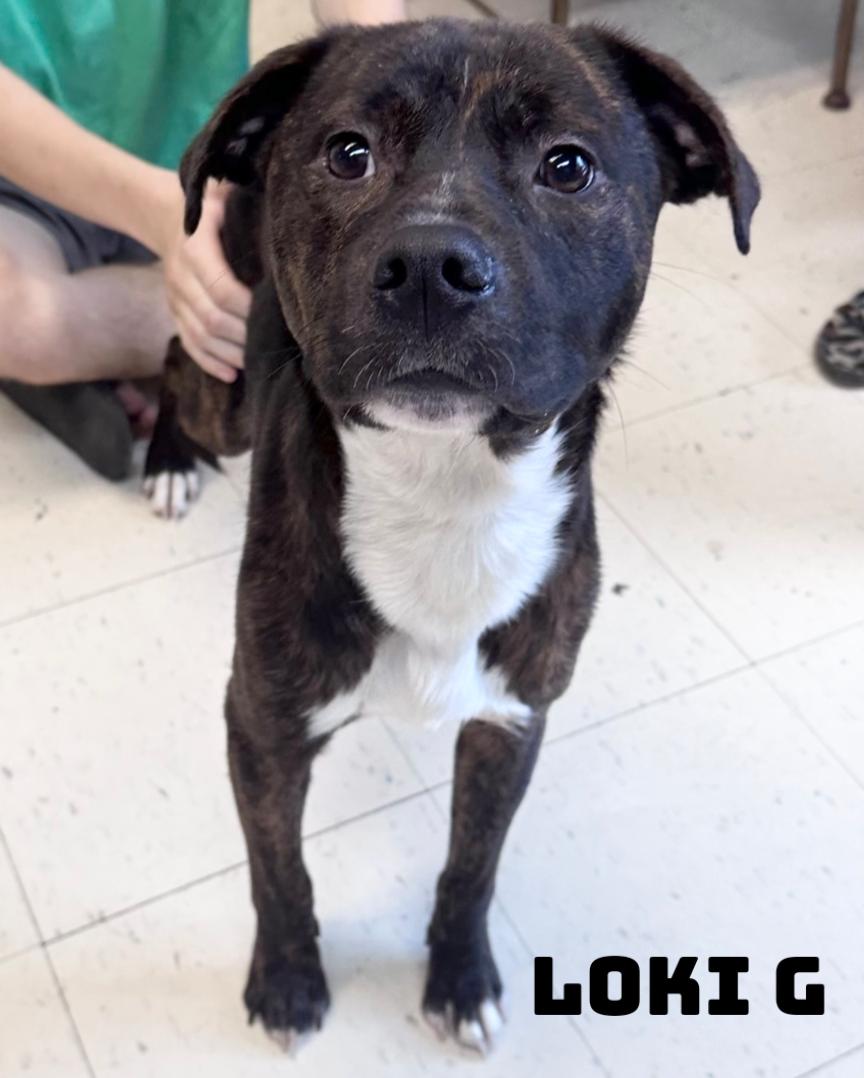 Enlarge Loki G, a Adoptable mixed breed in Dyersburg, TN image 2/2