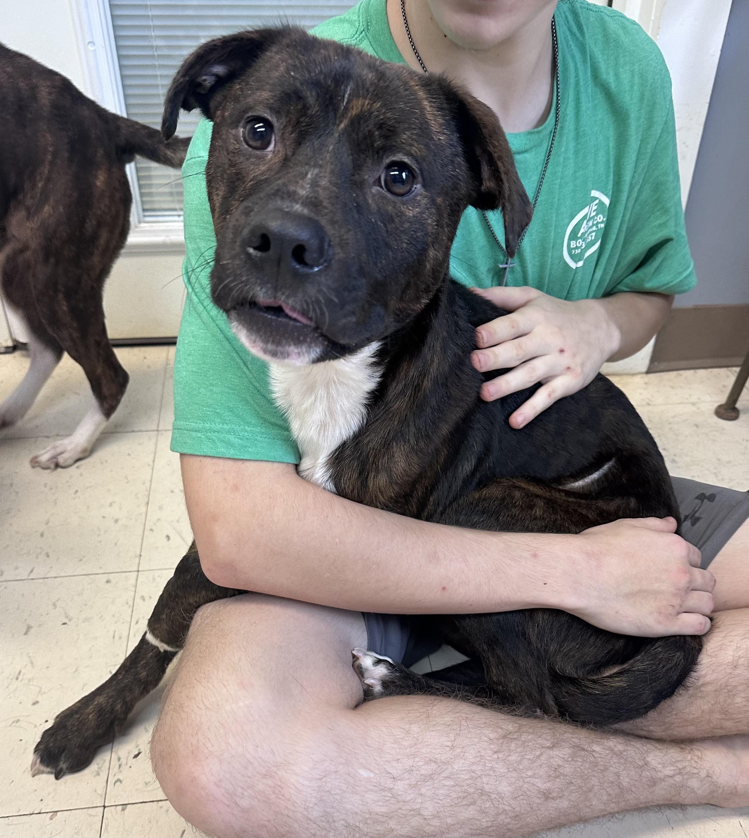 Loki G, Adoptable, Young Male Labrador Retriever & American Bully.