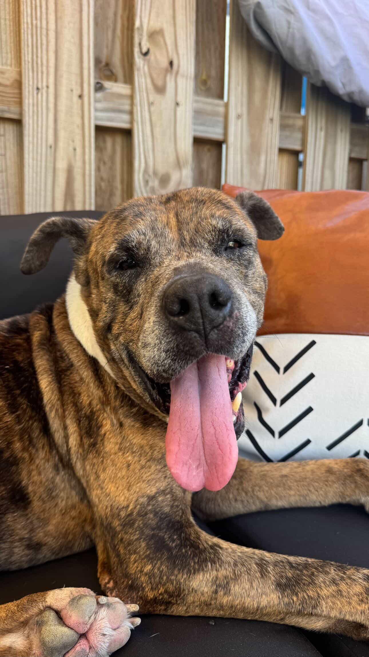Dozer, a ADOPTABLE mixed breed in Palm springs, FL image 2/4