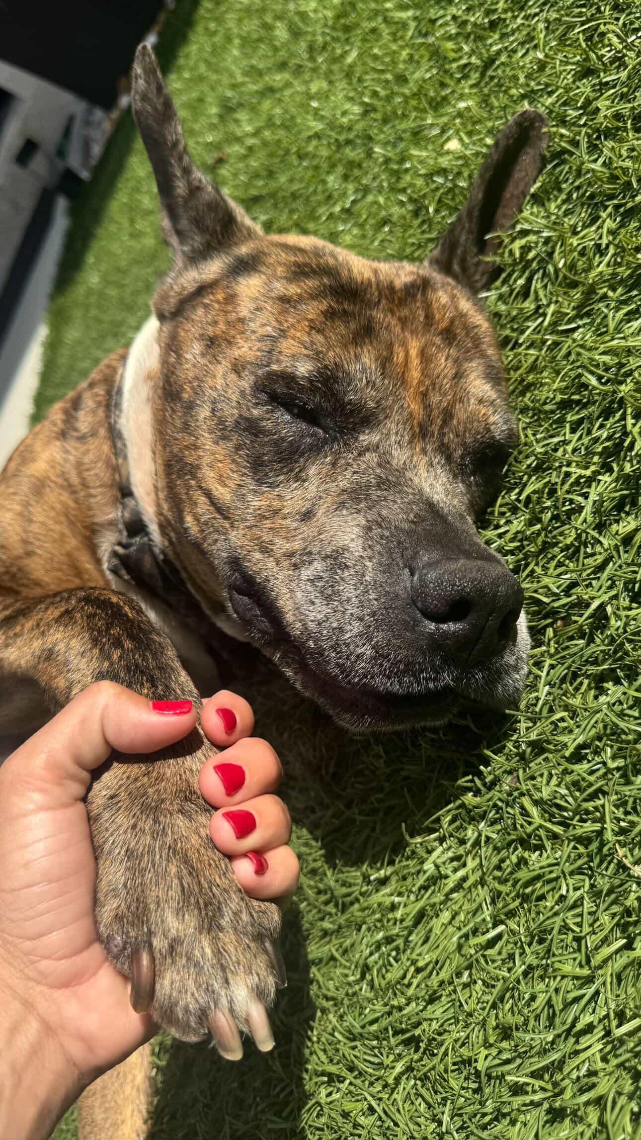 Dozer, a ADOPTABLE mixed breed in Palm springs, FL image 4/4
