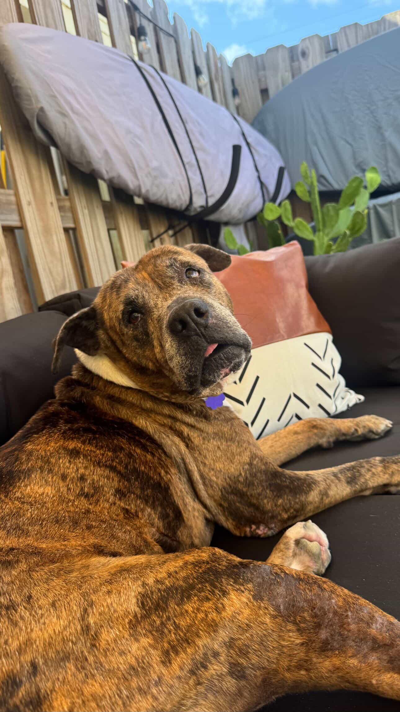 Dozer, ADOPTABLE, Senior Male American Staffordshire Terrier.