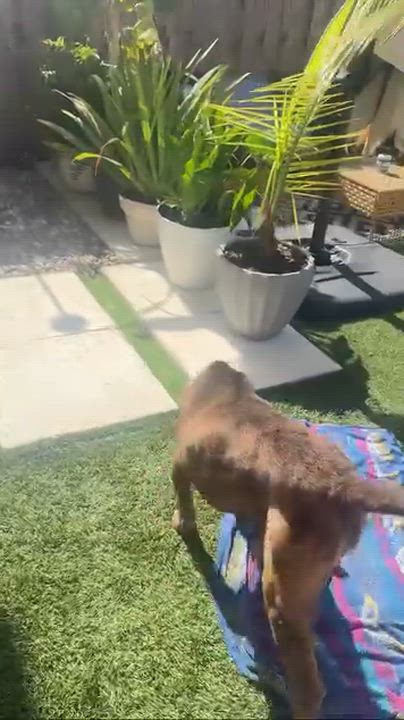 Enlarge Dozer, a ADOPTABLE mixed breed in Palm springs, FL video 3/4