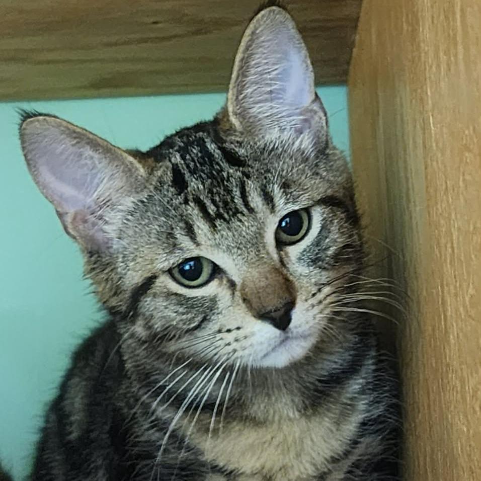 Mocha, Adoptable, Kitten Male Domestic Short Hair.