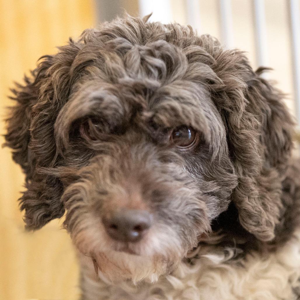 Shemar (OT25-96), a Adoptable mixed breed in Peyton, CO image 1/6