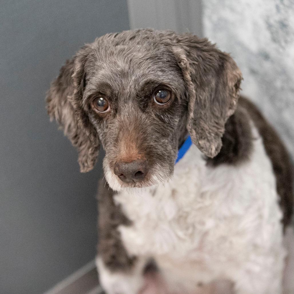 Shemar (OT25-96), a Adoptable mixed breed in Peyton, CO image 2/6