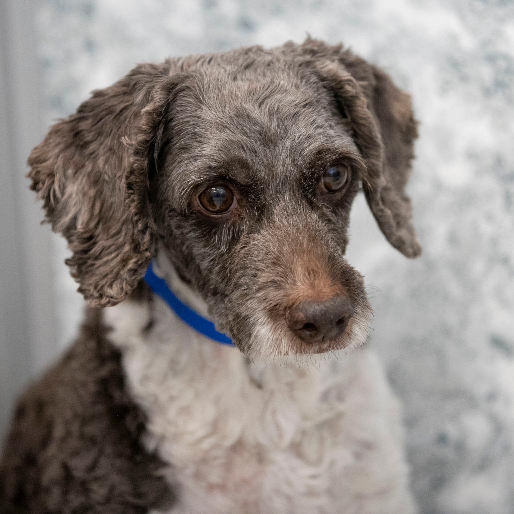 Shemar (OT25-96), a Adoptable mixed breed in Peyton, CO image 3/6