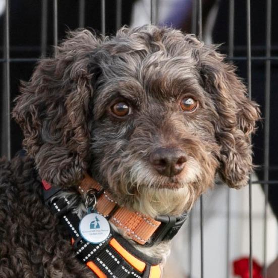 Shemar (OT25-96), a Adoptable mixed breed in Peyton, CO image 3/6