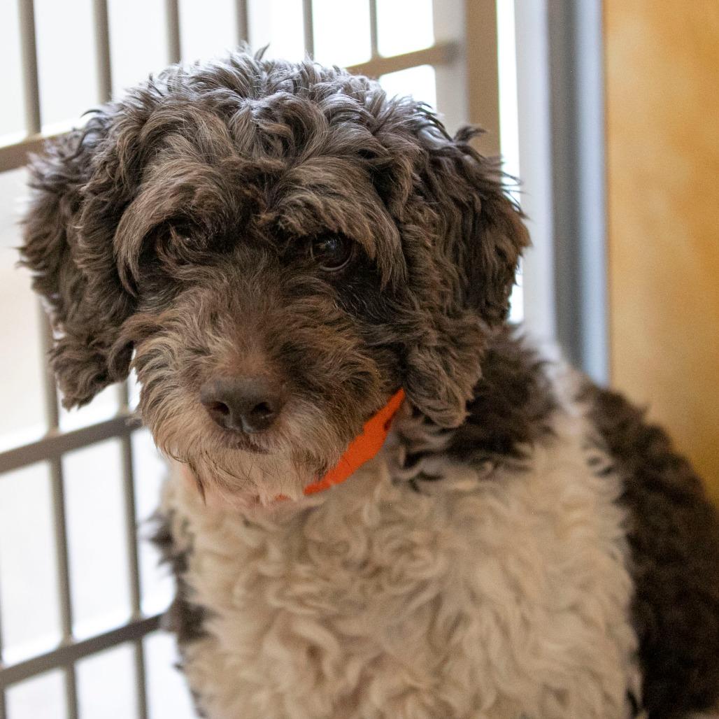 Shemar (OT25-96), a Adoptable mixed breed in Peyton, CO image 4/6