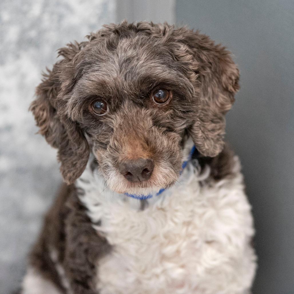 Shemar (OT25-96), a Adoptable mixed breed in Peyton, CO image 4/6