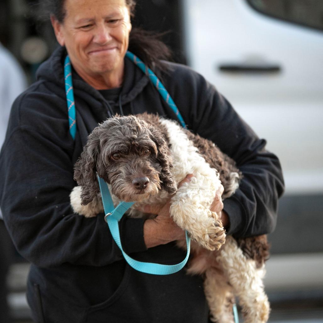 Shemar (OT25-96), a Adoptable mixed breed in Peyton, CO image 5/6