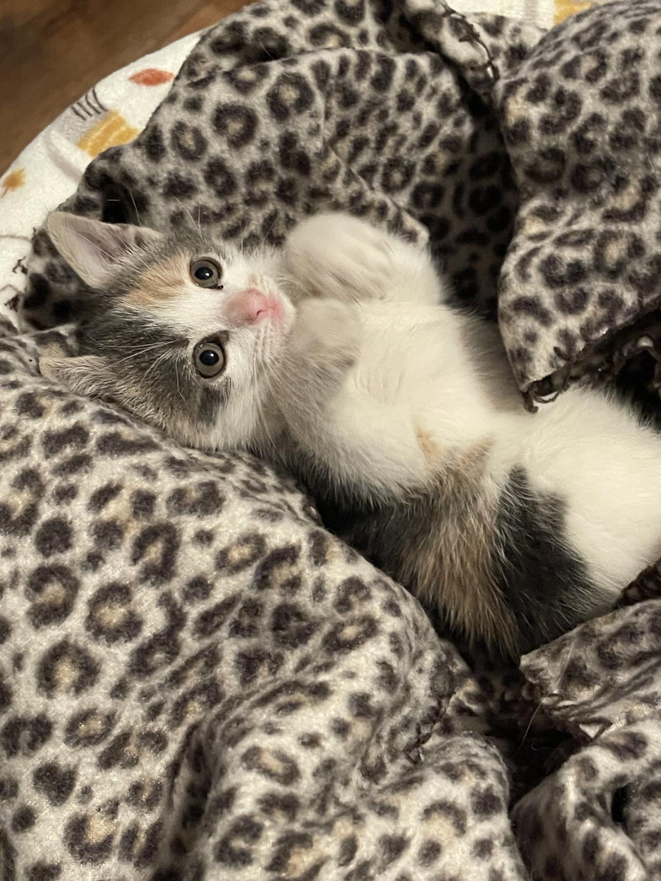 Westfield Homeless Cat Project - n2j2jz5
