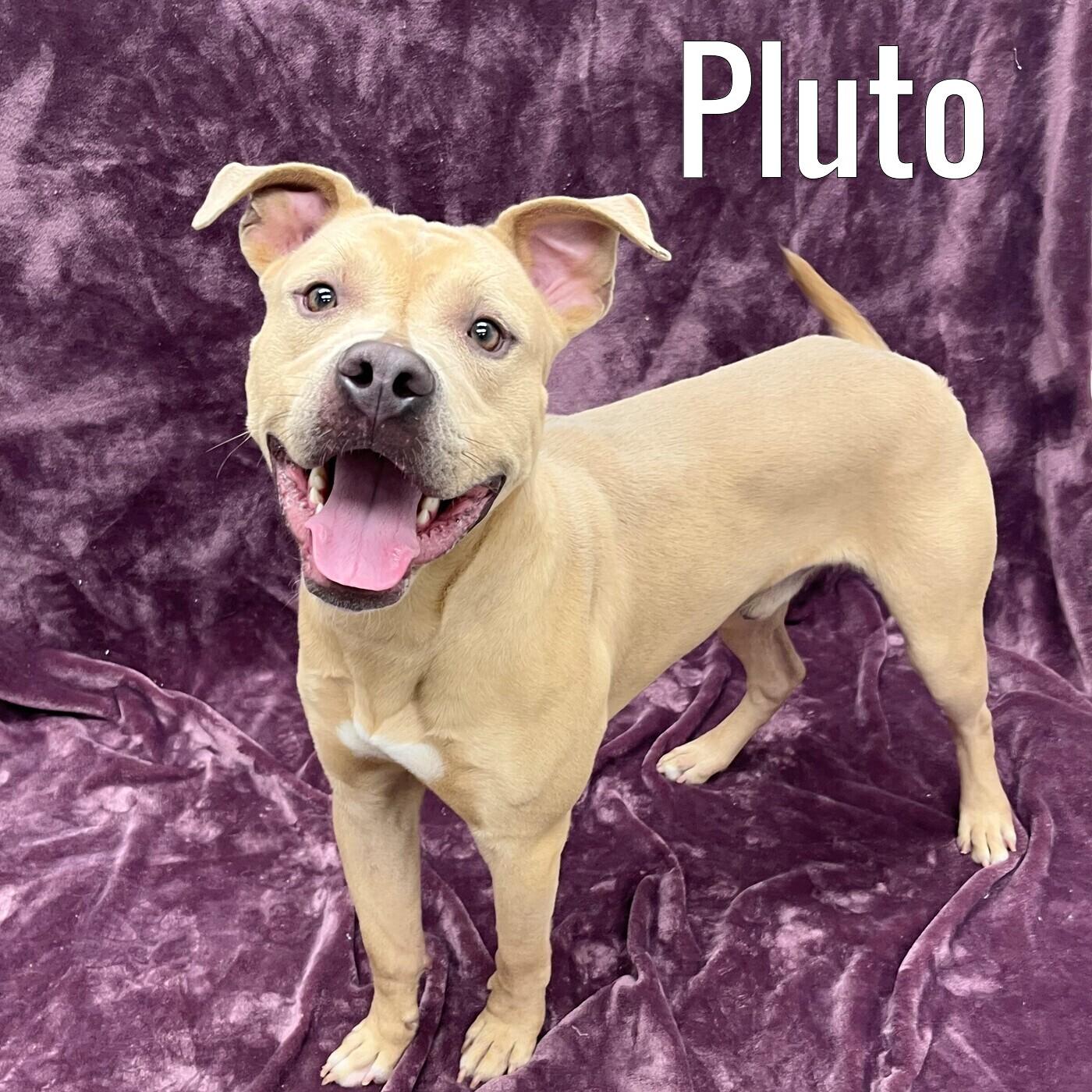 Pluto, ADOPTABLE, Young Male Mixed Breed.