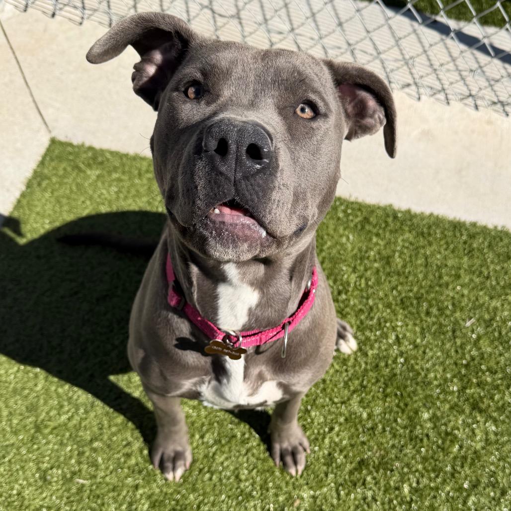 Sosa, Adoptable, Young Female Pit Bull Terrier & Mixed Breed.