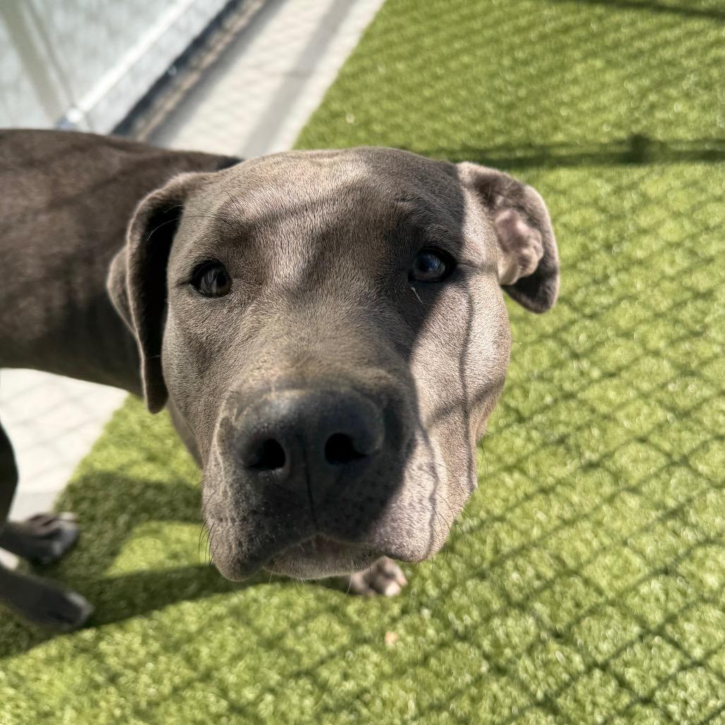 Enlarge Sosa, a Adoptable mixed breed in Cody, WY image 2/6
