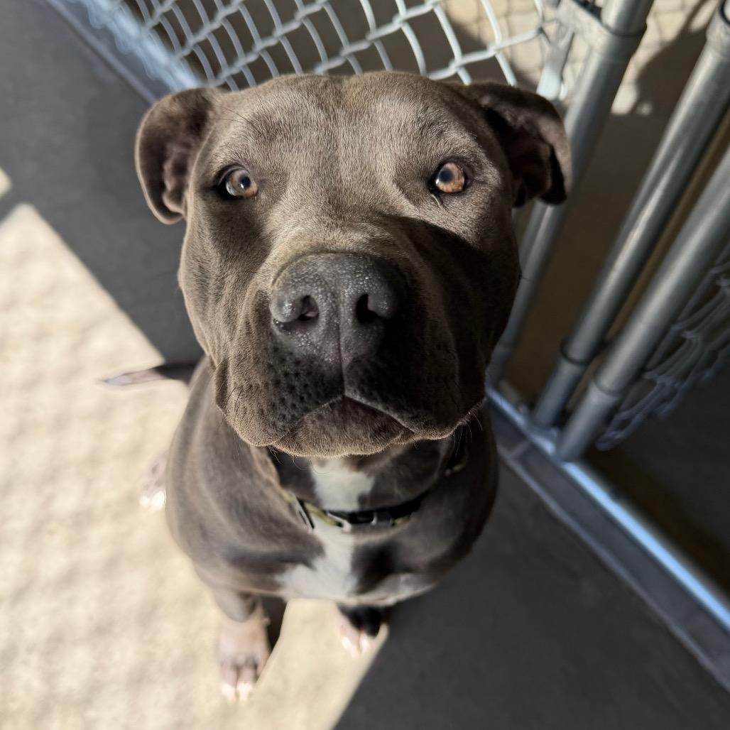 Enlarge Sosa, a Adoptable mixed breed in Cody, WY image 3/6
