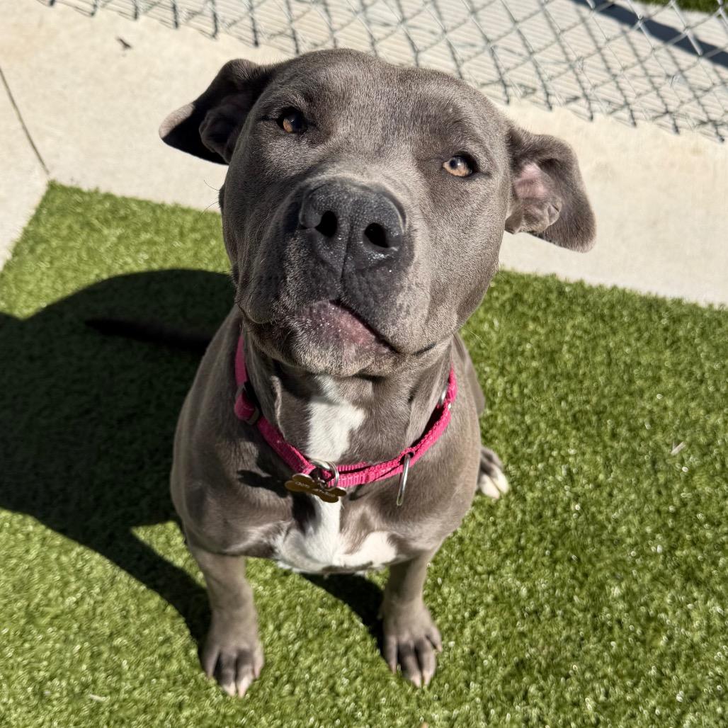 Enlarge Sosa, a Adoptable mixed breed in Cody, WY image 4/6