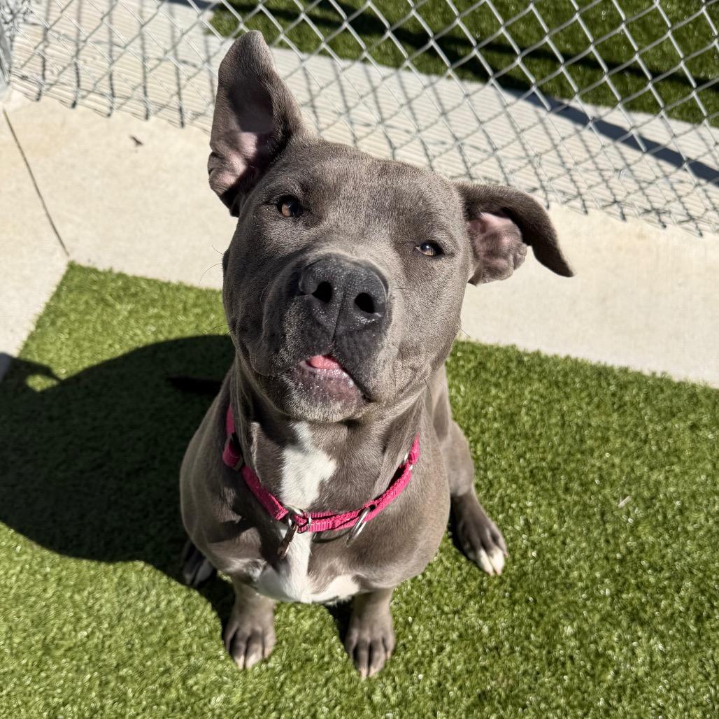 Enlarge Sosa, a Adoptable mixed breed in Cody, WY image 5/6