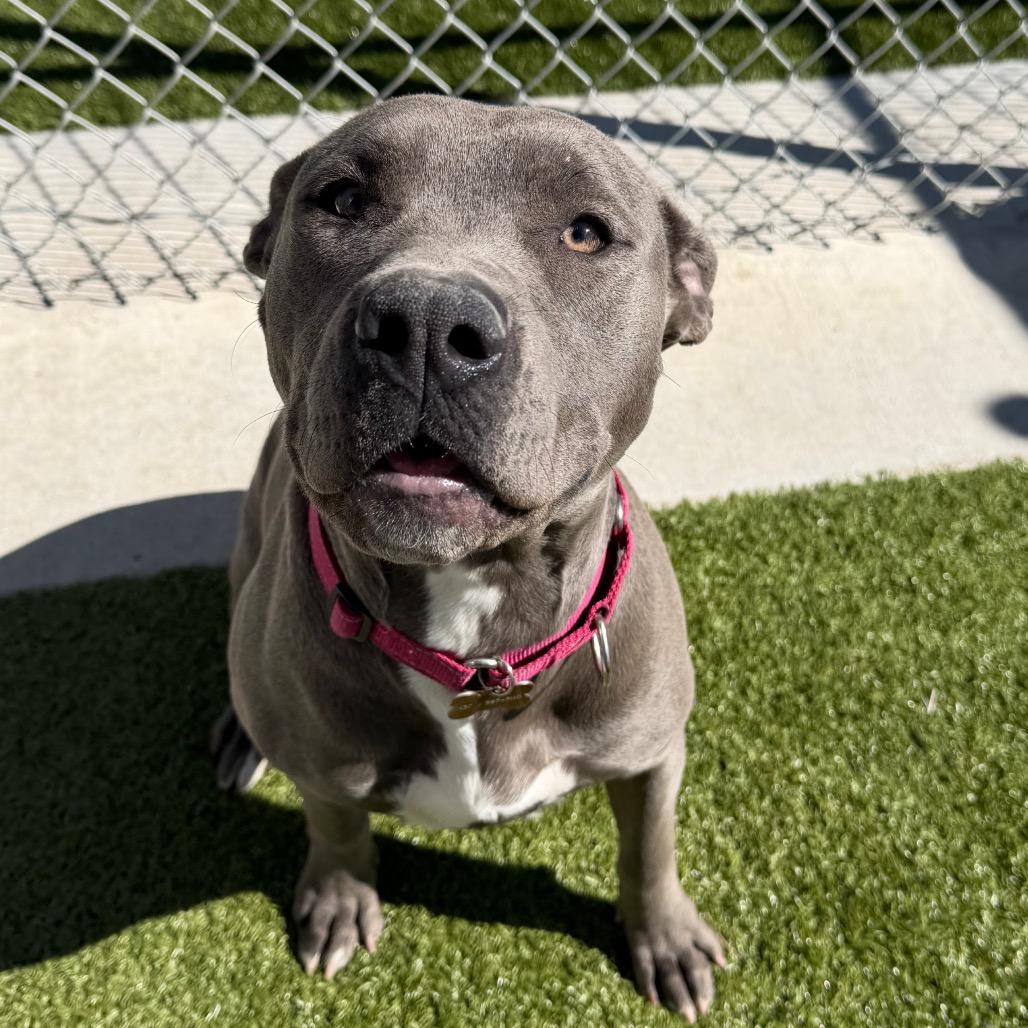 Enlarge Sosa, a Adoptable mixed breed in Cody, WY image 6/6