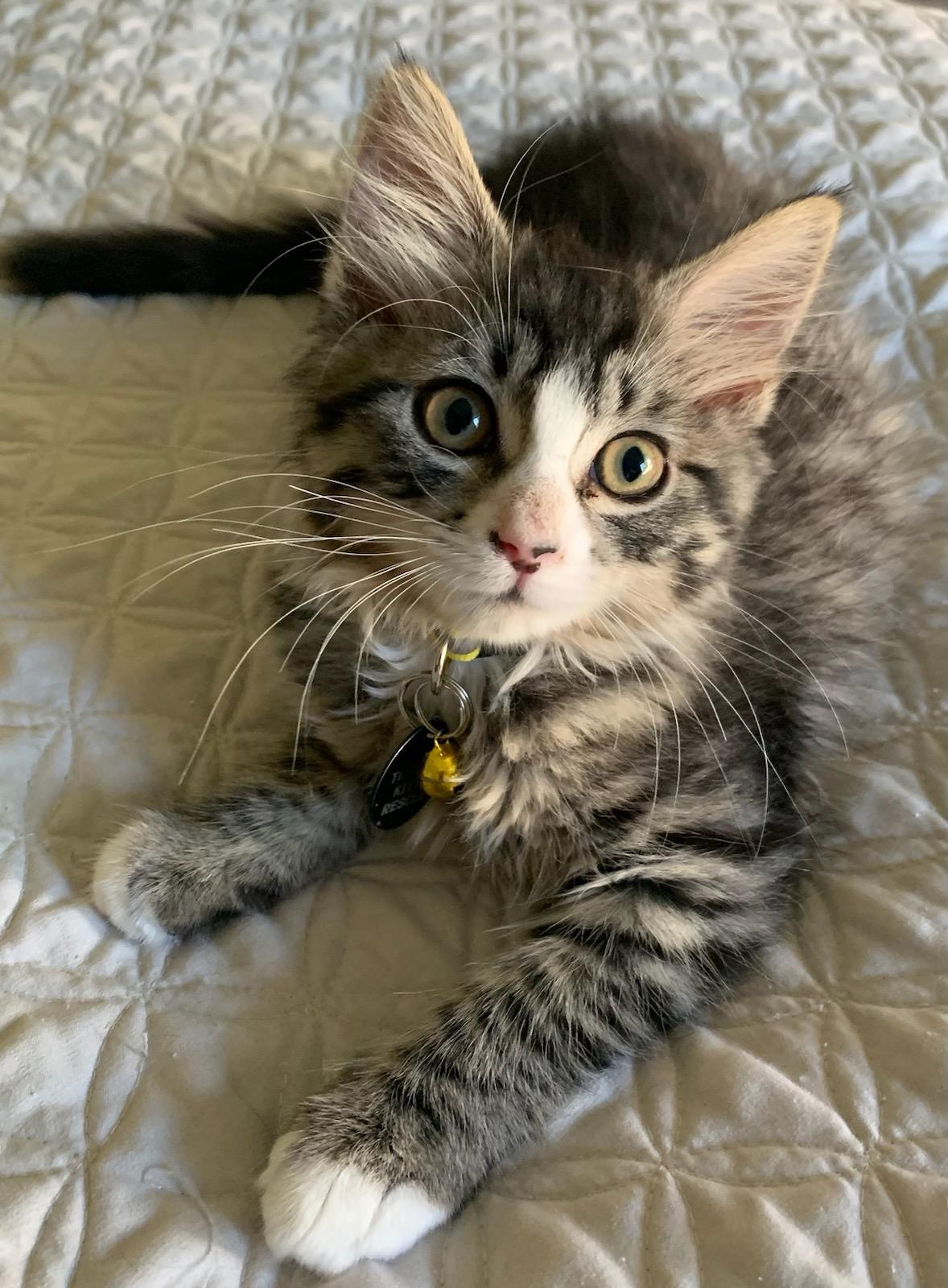 Lae'zel, Baby Female Tabby