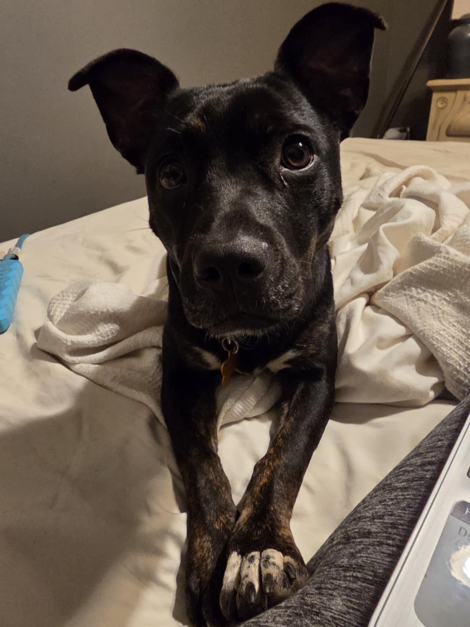 Nala
