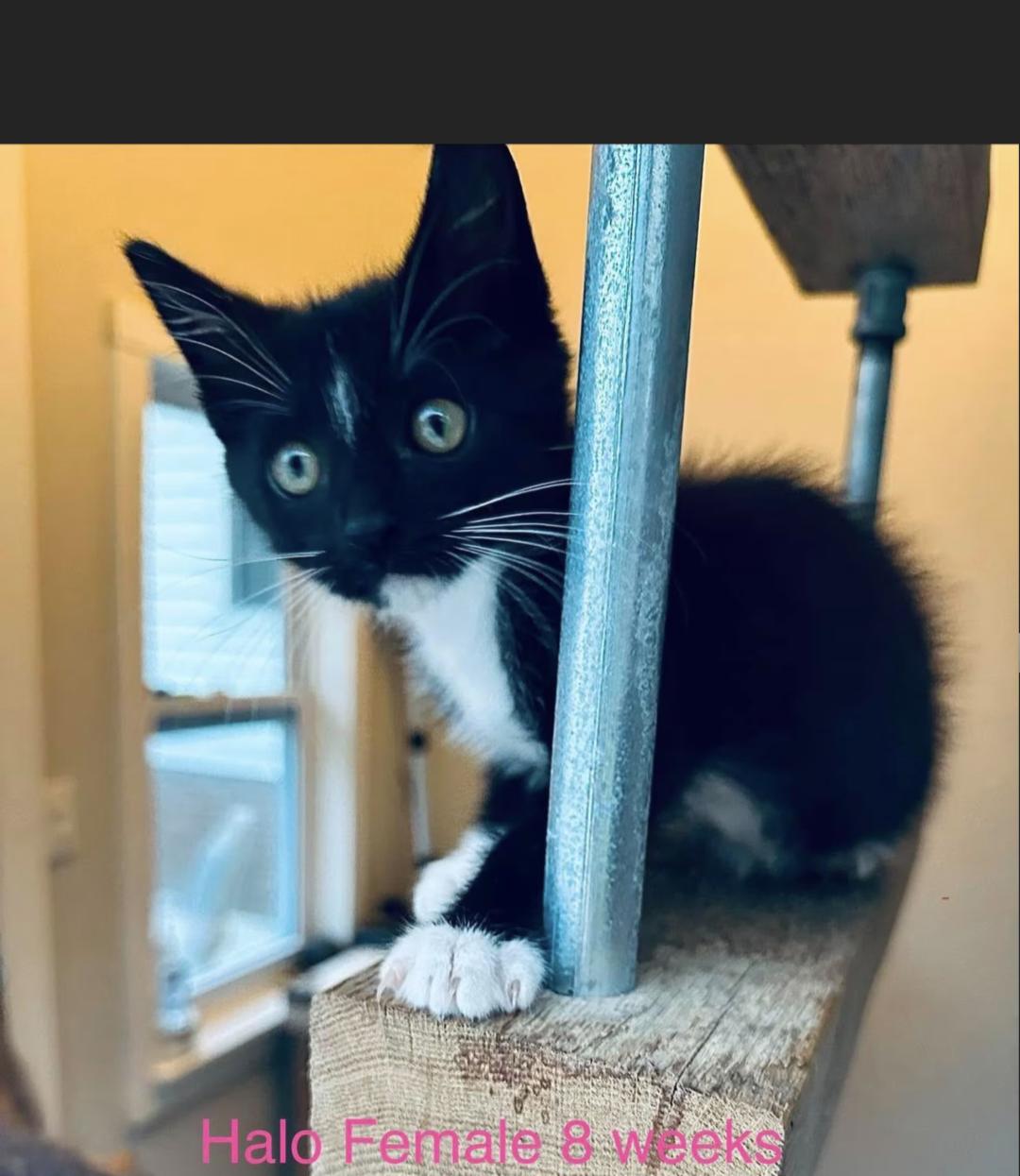 Enlarge Halo, a Adoptable Tuxedo in Fort Payne, AL image 1/1