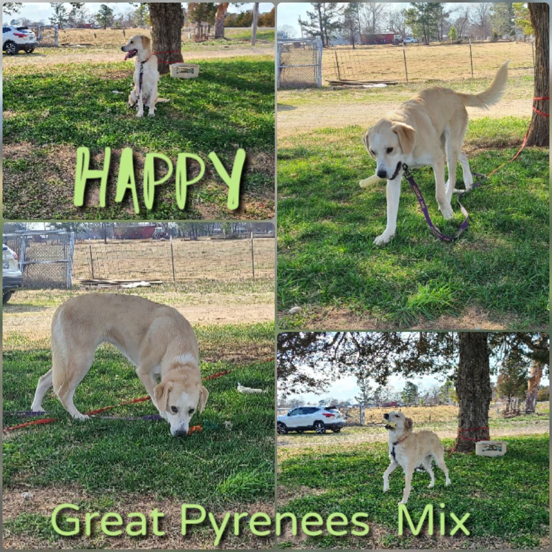 Enlarge Happy, a Adoptable mixed breed in Ashdown, AR image 1/2