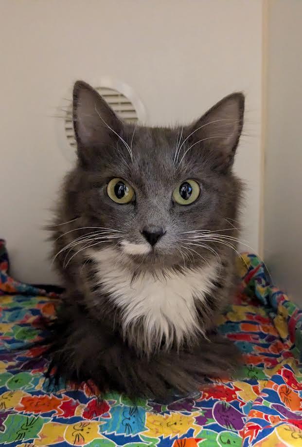 Dilly and Tilly, Adoptable, Young Female Domestic Medium Hair.