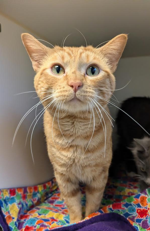 Dilly and Tilly, a Adoptable mixed breed image 3/4