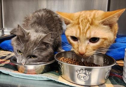 Dilly and Tilly, a Adoptable mixed breed image 4/4