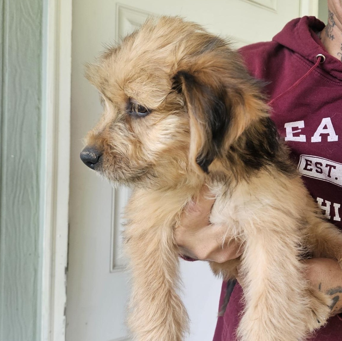 Enlarge Puppies - Crackle, a Adopted Terrier in Longview, WA image 2/3