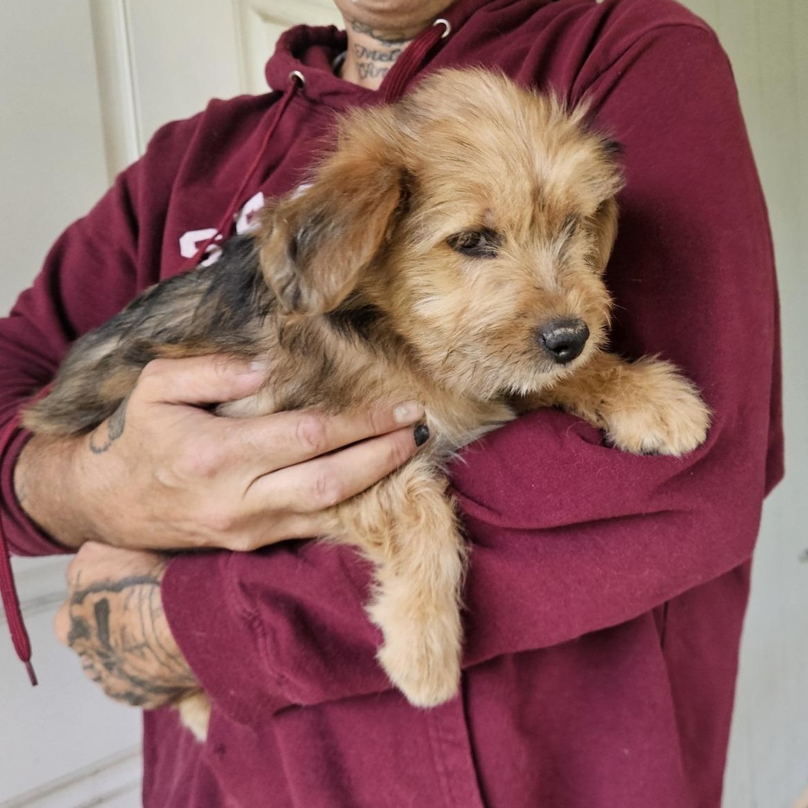 Enlarge Puppies - Crackle, a Adopted Terrier in Longview, WA image 1/3