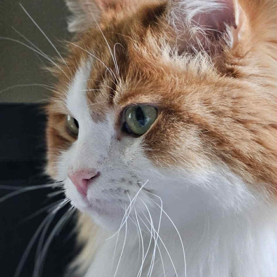 Velcro, Senior Male unknown
