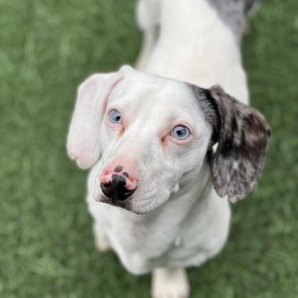 Goose , adopted, Young Male Miniature Dachshund & Chihuahua.
