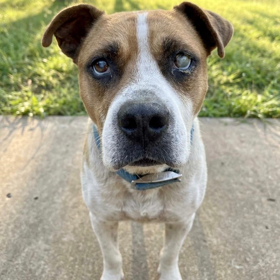 Cane, Adoptable, Young Male Boxer & Mixed Breed.