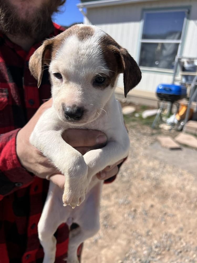 Enlarge Wishbone, a Adoptable mixed breed in Cortez, CO image 1/2