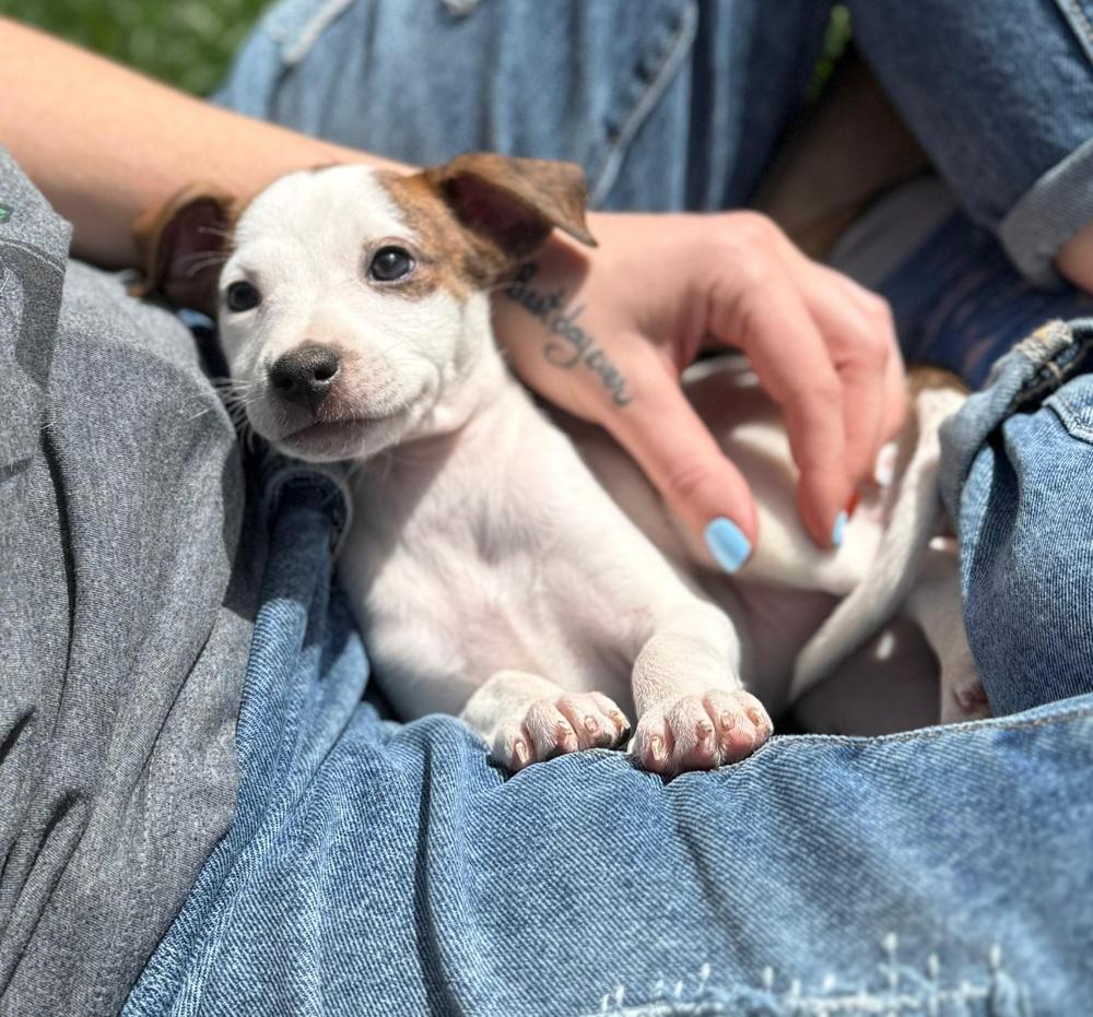Enlarge Wishbone, a Adoptable mixed breed in Cortez, CO image 2/2