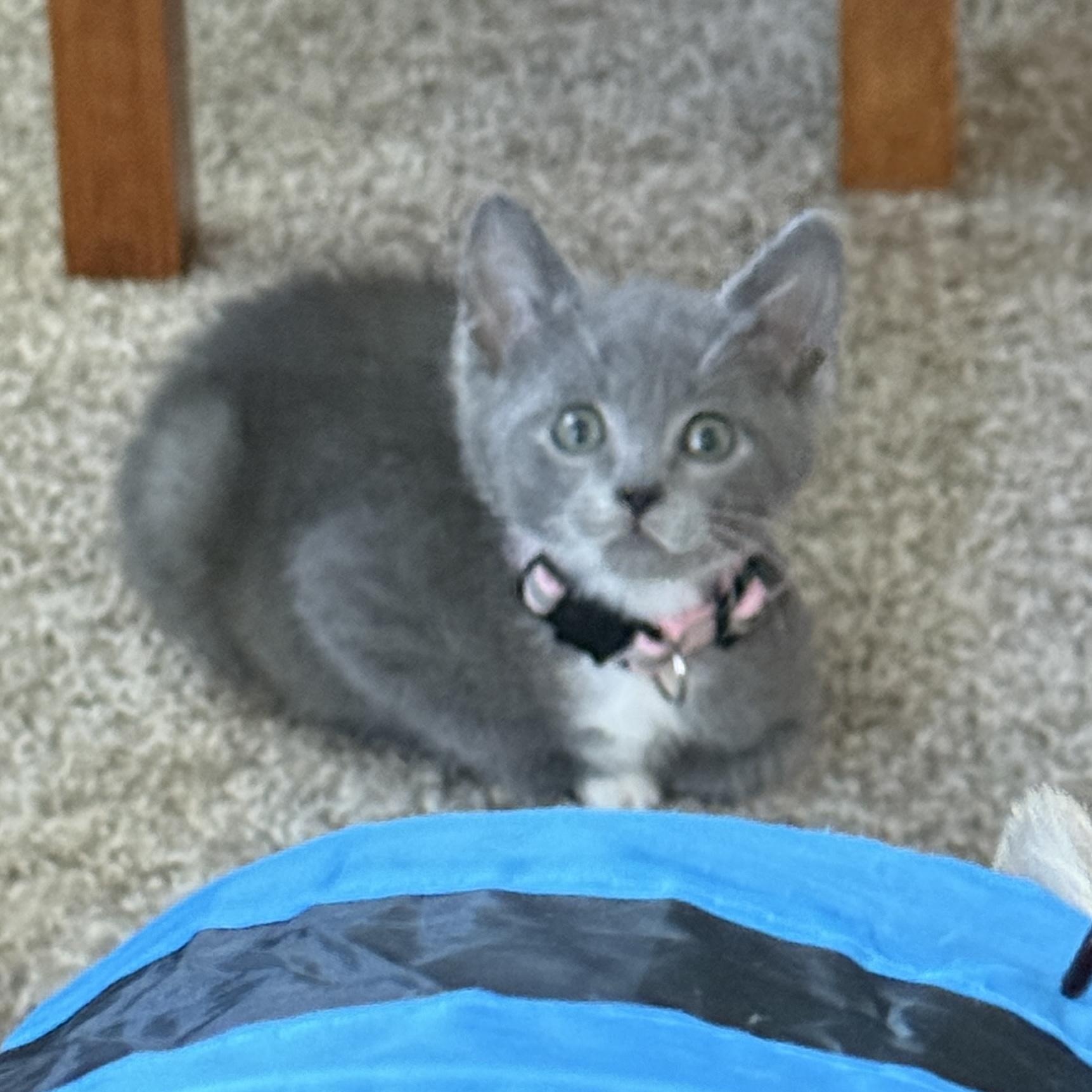 Enlarge Phoenix, a ADOPTABLE Domestic Short Hair in Pasco, WA image 2/5