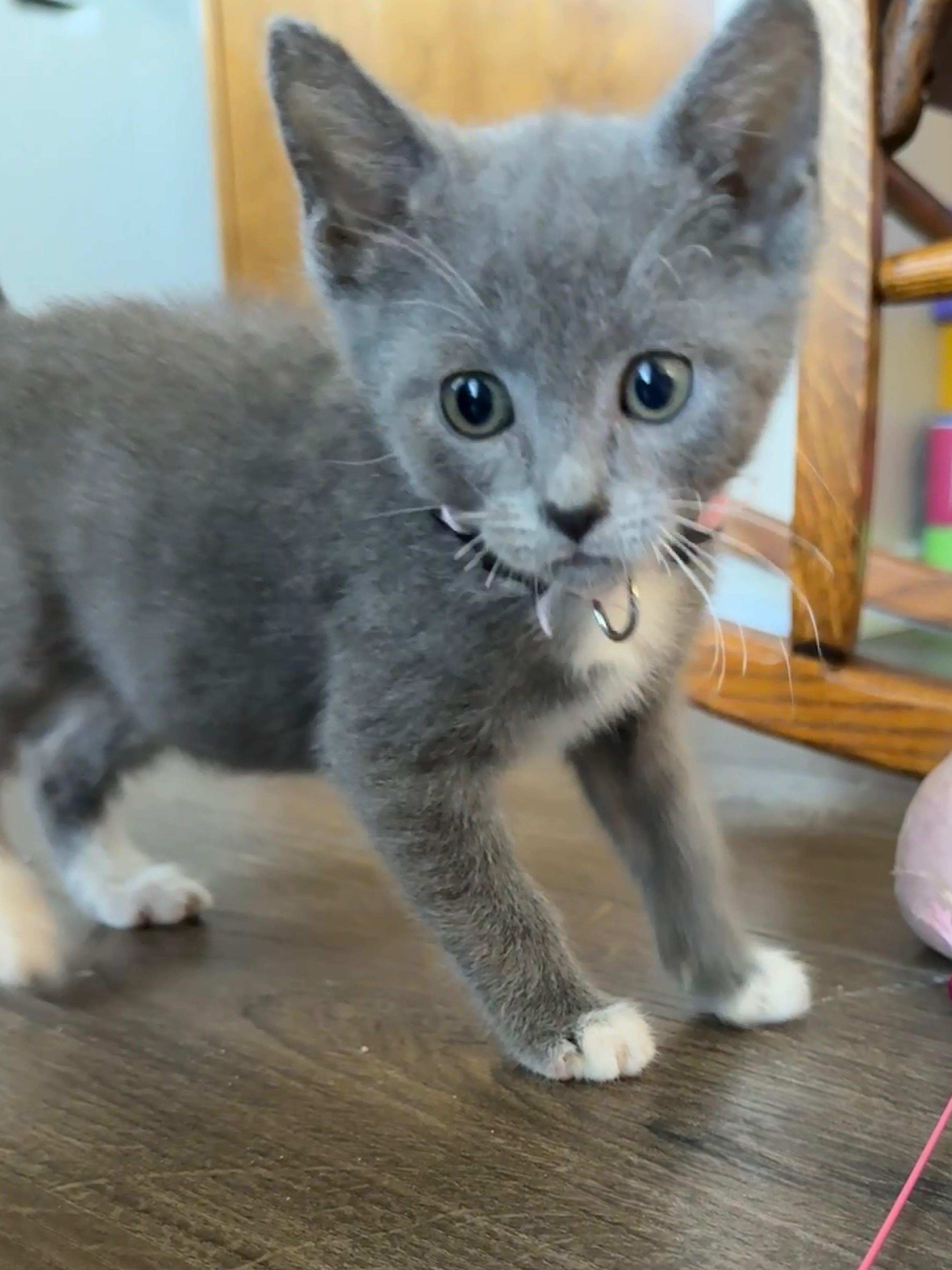 Enlarge Phoenix, a ADOPTABLE Domestic Short Hair in Pasco, WA image 3/5