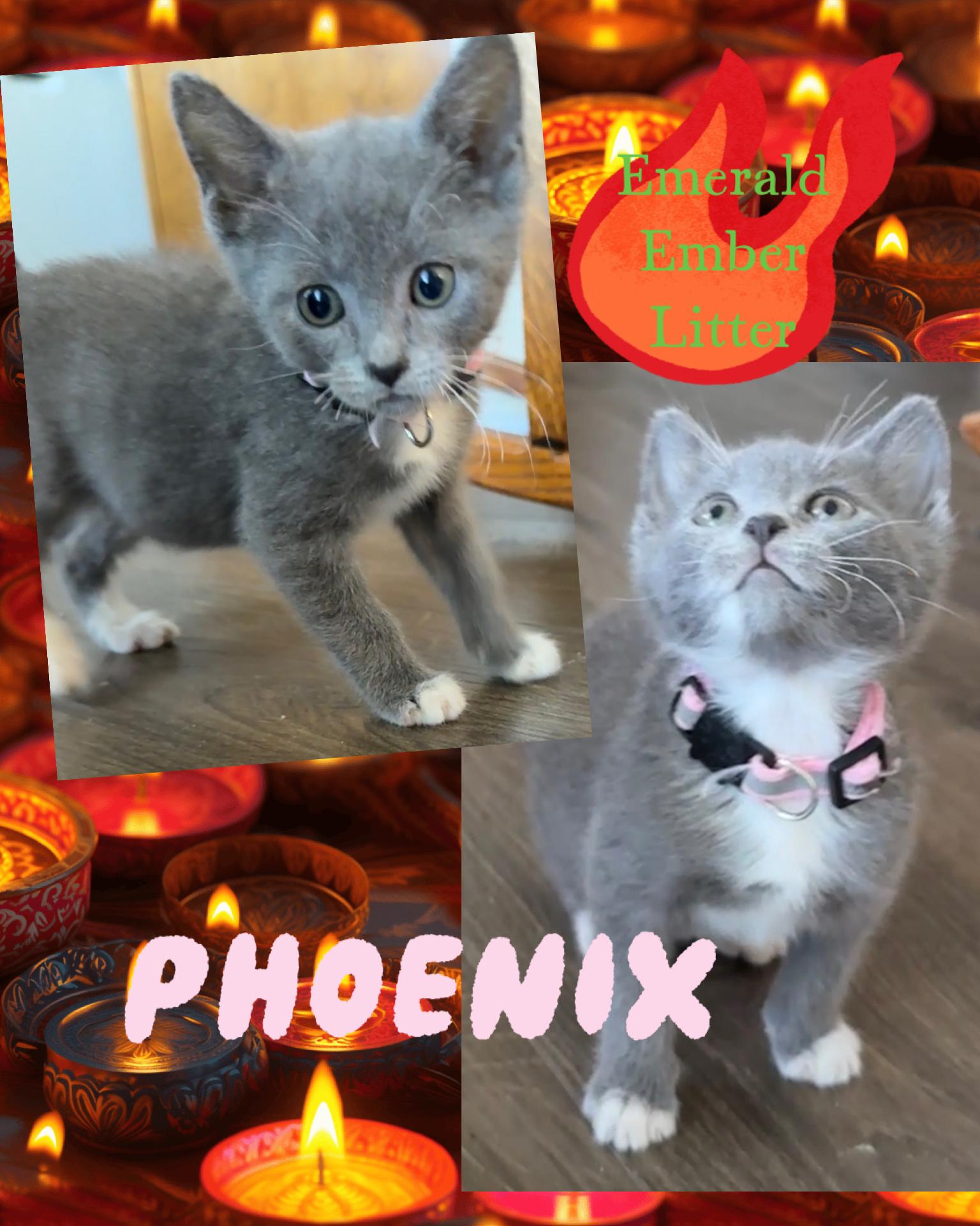 Enlarge Phoenix, a ADOPTABLE Domestic Short Hair in Pasco, WA image 5/5