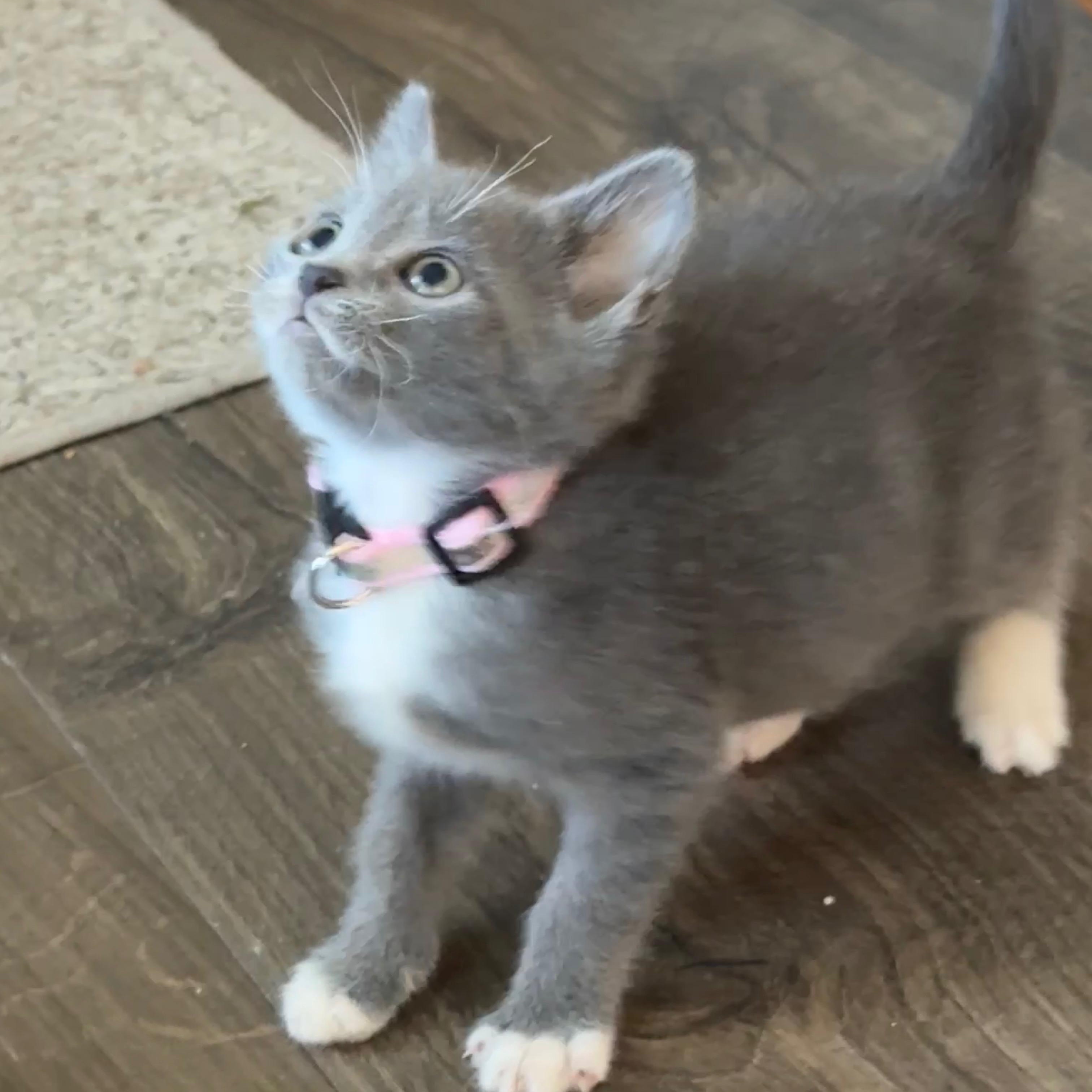 Phoenix, ADOPTABLE, Kitten Female Domestic Short Hair.