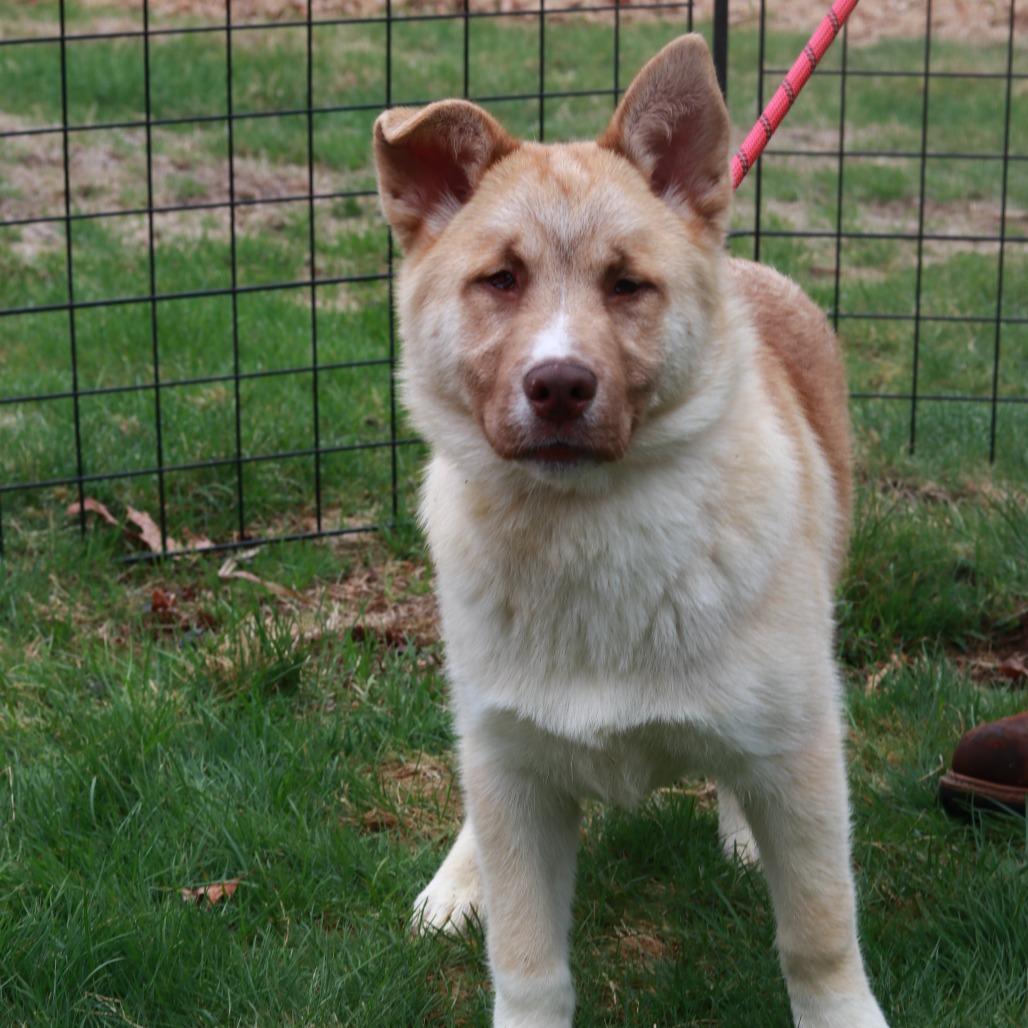 Enlarge CT Pirate, a Adoptable mixed breed in Stormville, NY image 1/2
