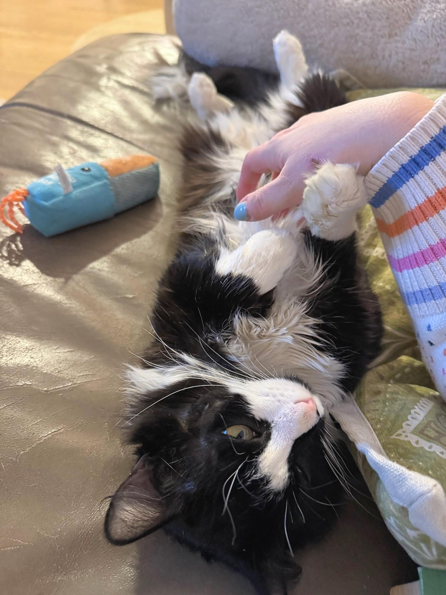 Enlarge Blizzard, an adopted mixed breed in Melrose, MA image 2/4