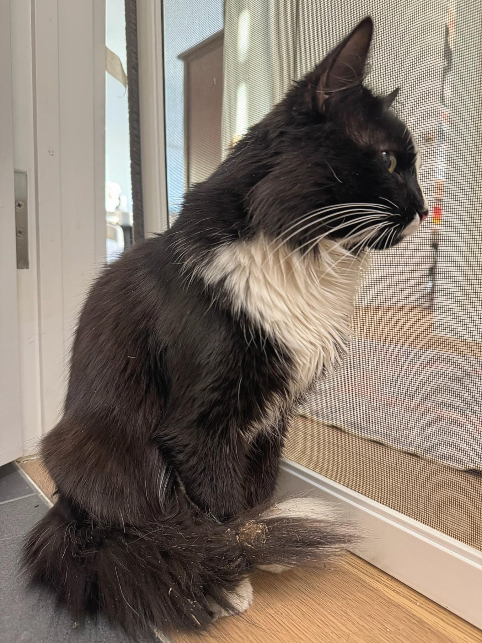 Enlarge Blizzard, an adopted mixed breed in Melrose, MA image 3/4