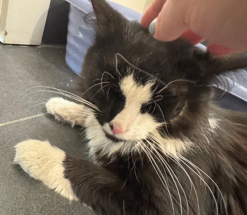 Enlarge Blizzard, an adopted mixed breed in Melrose, MA image 4/4