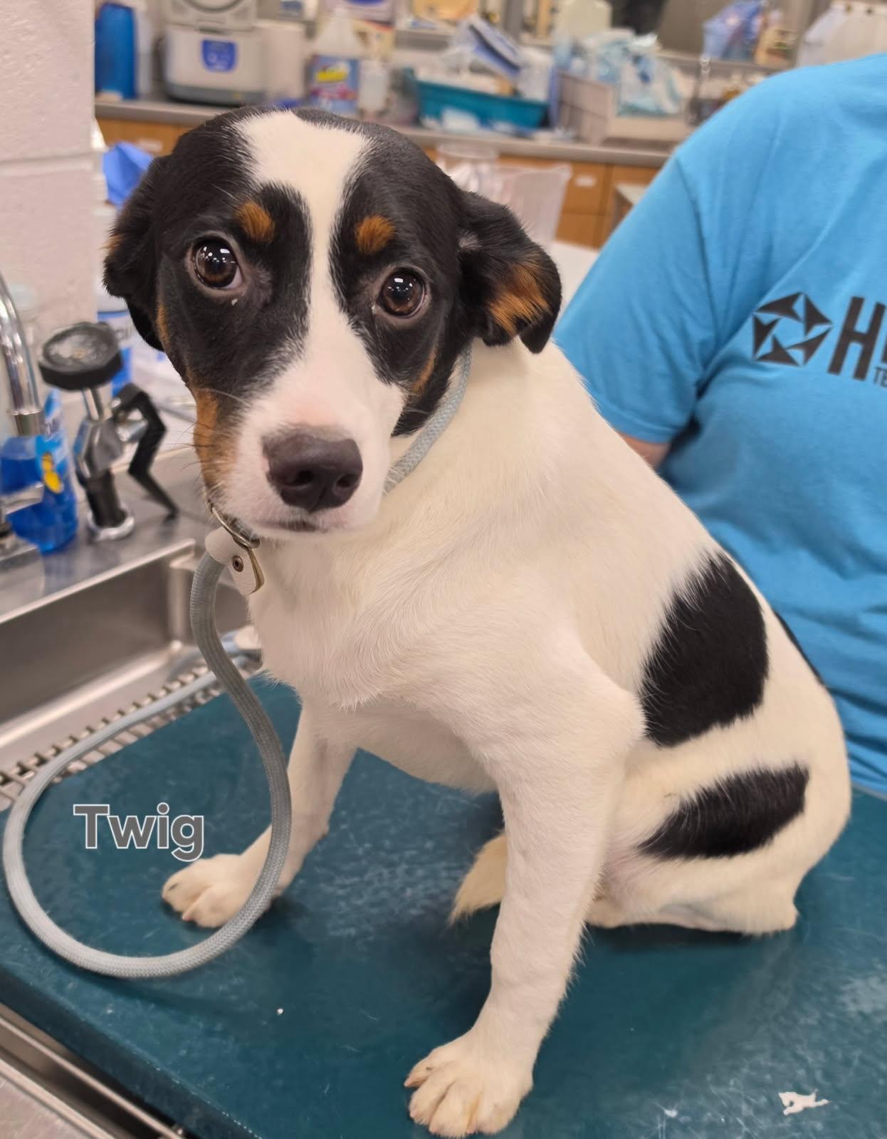 Enlarge TWIG, a Adoptable mixed breed in Ashland, OH image 1/1