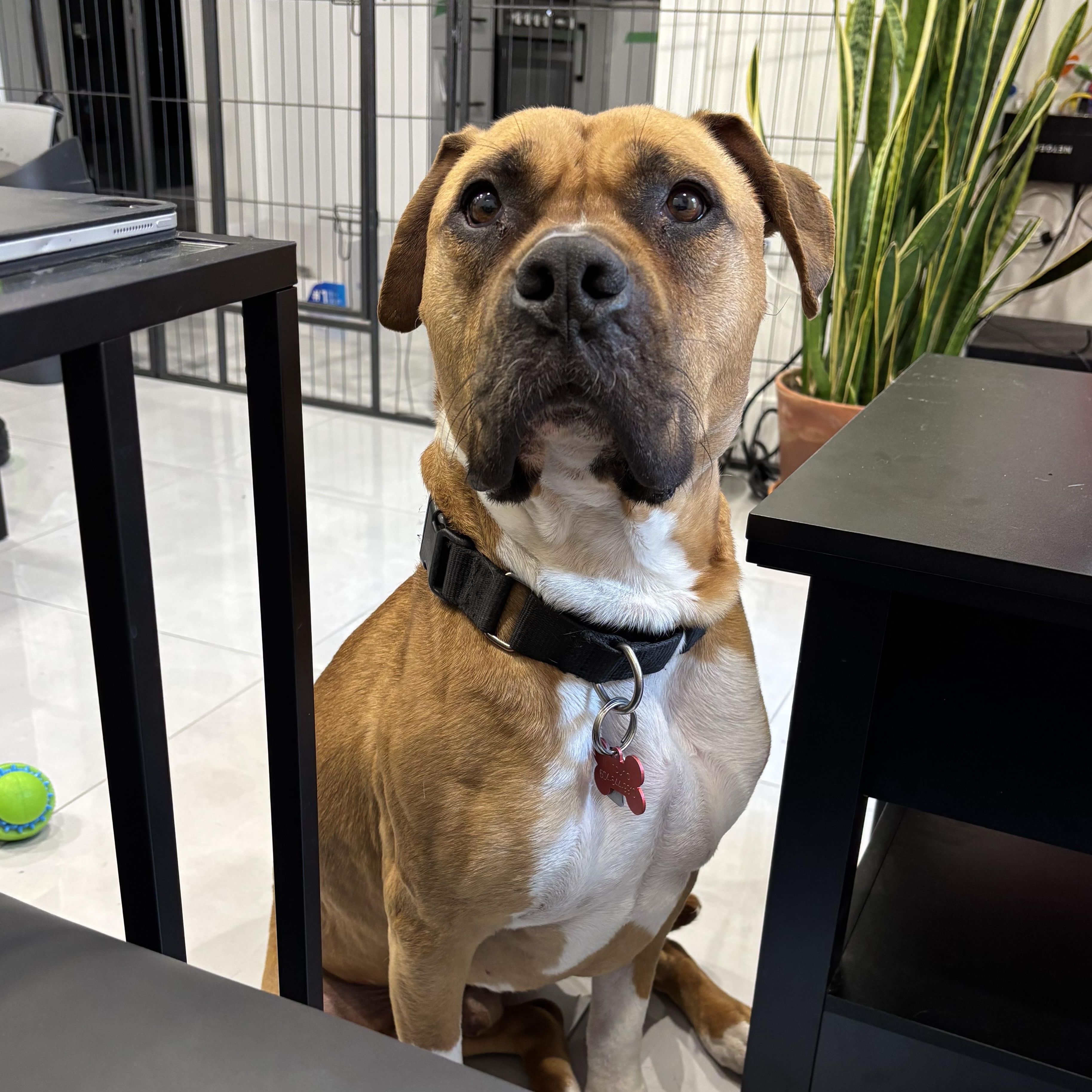 Enlarge Milo, a ADOPTABLE mixed breed in Richmond, BC image 2/6