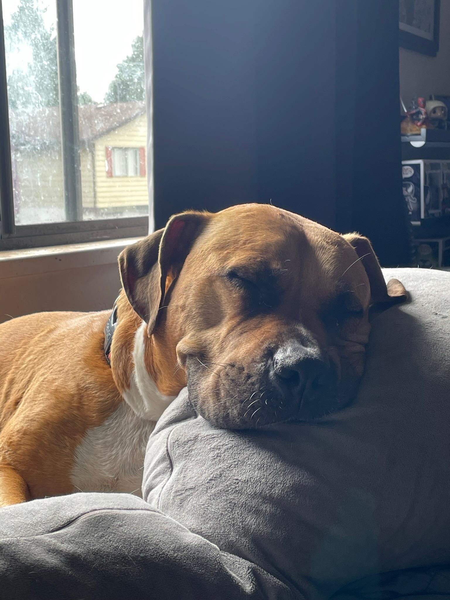 Enlarge Milo, a ADOPTABLE mixed breed in Richmond, BC image 1/6