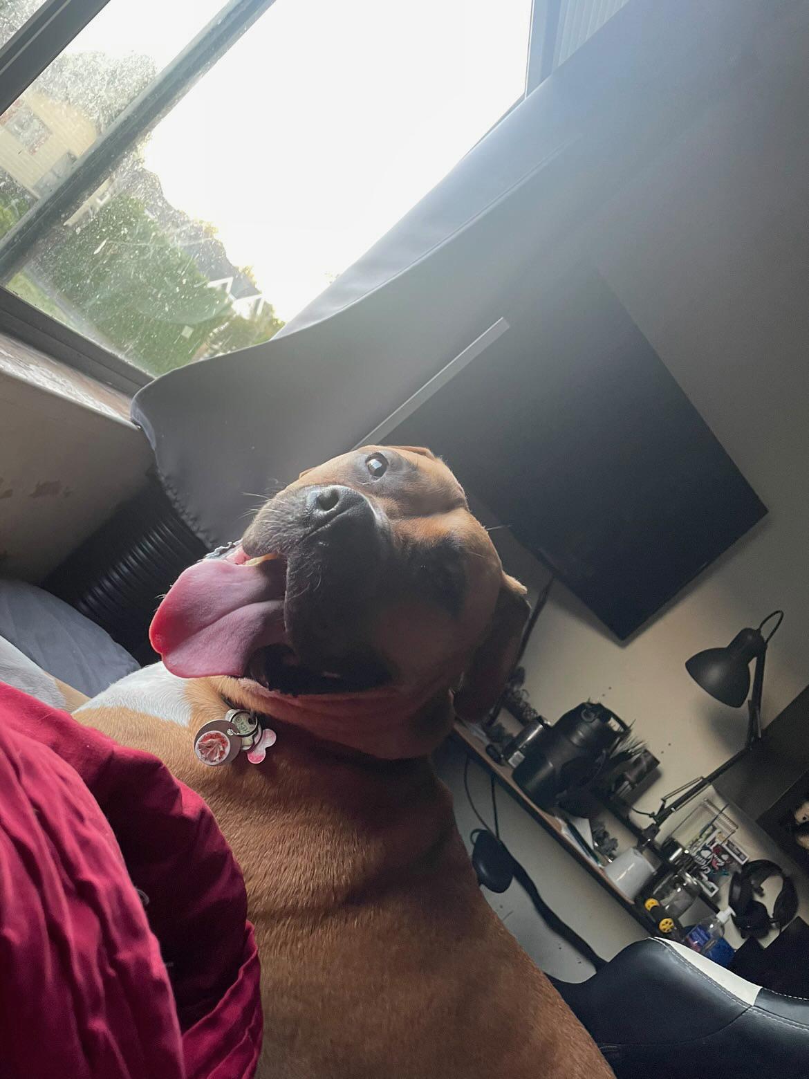 Enlarge Milo, a ADOPTABLE mixed breed in Richmond, BC image 3/6