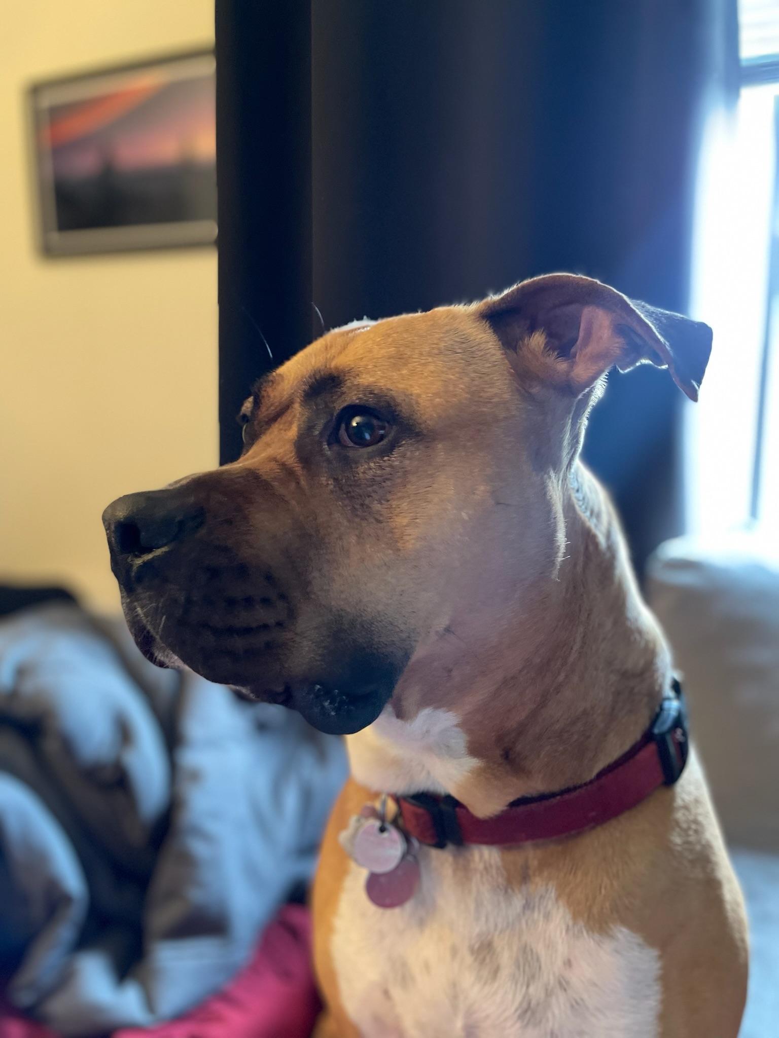 Enlarge Milo, a ADOPTABLE mixed breed in Richmond, BC image 5/6