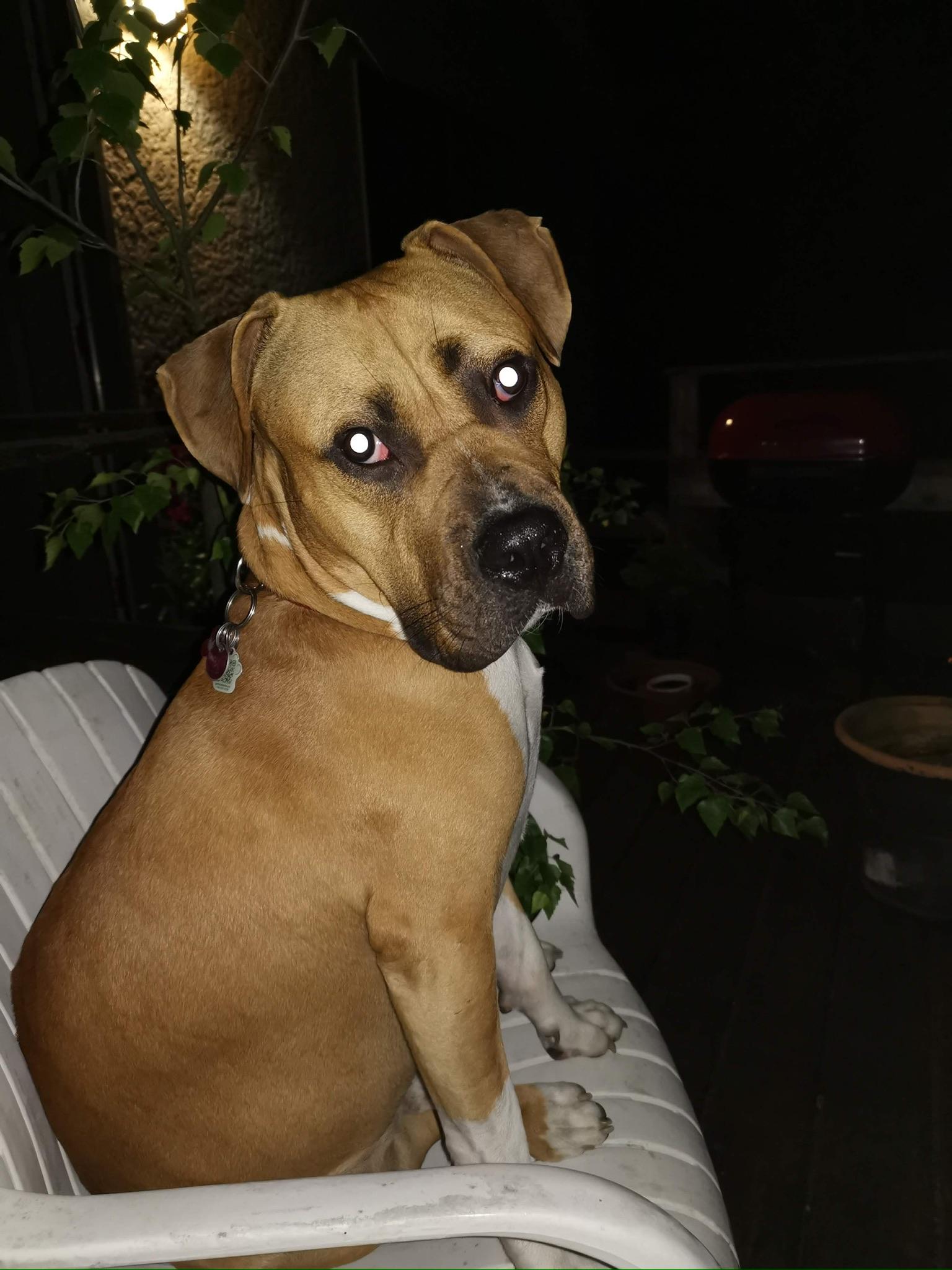 Enlarge Milo, a ADOPTABLE mixed breed in Richmond, BC image 4/6